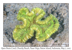 Open Brain Coral