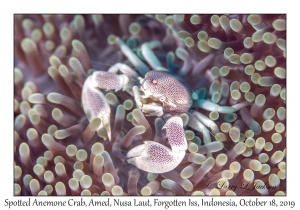 Spotted Porcelain Crab