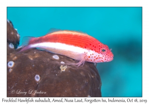 Freckled Hawkfish subadult