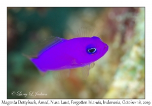 Magenta Dottyback