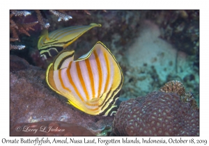 Ornate Butterflyfish