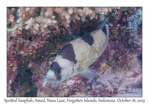 Spotted Soapfish