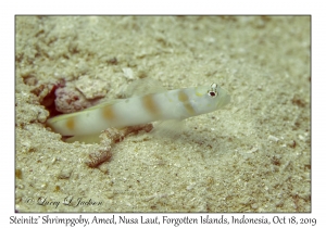 Steinitz' Shrimpgoby