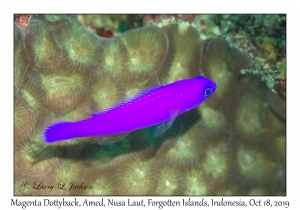 Magenta Dottyback