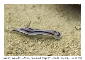 Loch's Chromodoris