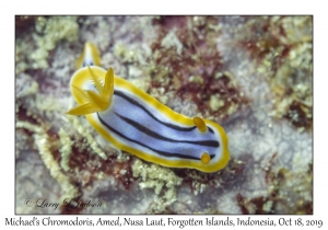 Michael's Chromodoris