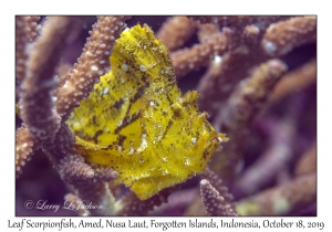 Leaf Scorpionfish