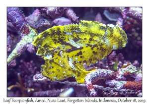 Leaf Scorpionfish