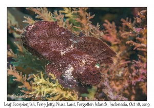 Leaf Scorpionfish