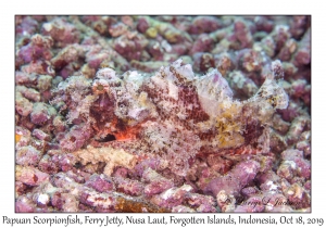 Papuan Scorpionfish