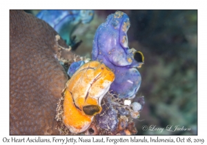 Ox Heart Ascidians