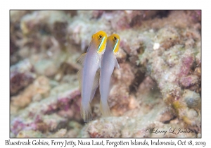 Bluestreak Gobies