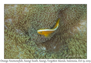 Orange Anemonefish