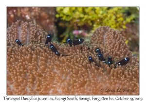 Threespot Dascyllus juveniles