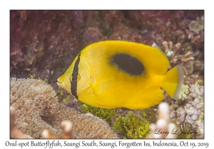 Oval-spot Butterflyfish