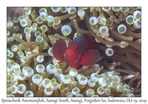 Spinecheek Anemonefish