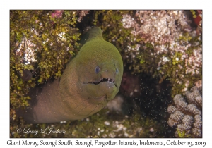 Giant Moray