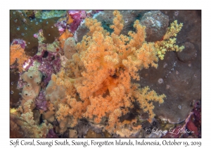 Soft Coral