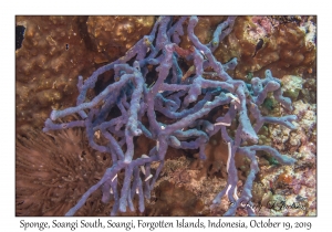 Sponge