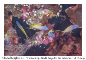 Yellowtail Fangblenny