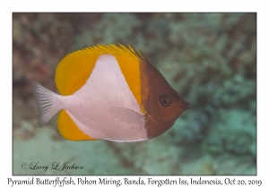 Pyramid Butterflyfish