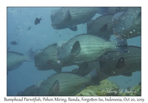 Bumphead Parrotfish