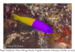 Royal Dottyback