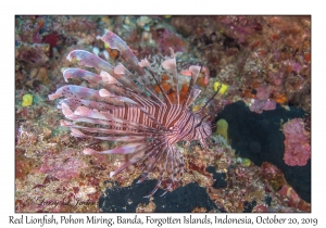 Red Lionfish