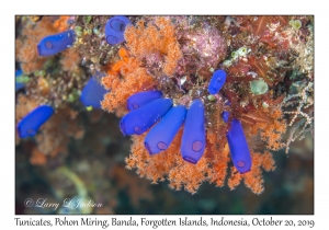 Tunicates