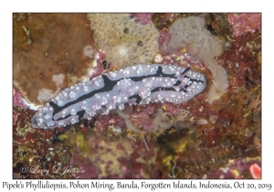 Pipek's Phyllidiopsis