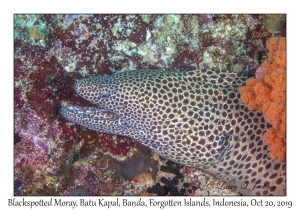 Blackspotted Moray