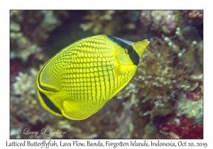 Latticed Butterflyfish