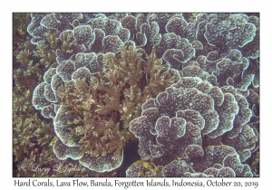 Hard Corals