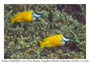 Foxface Rabbitfish