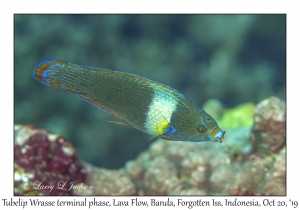 Tubelip Wrasse