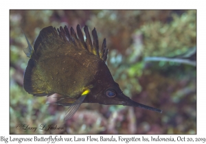 Big Longnose Butterflyfish variation