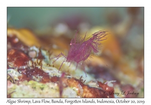 Algae Shrimp