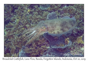 Broadclub Cuttlefish