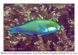 Bleeker's Parrotfish