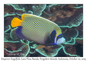 Emperor Angelfish