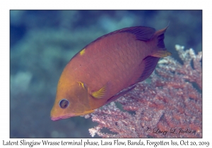 Latent Slingjaw Wrasse