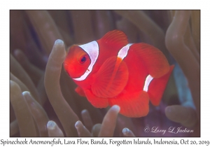 Spinecheek Anemonefish