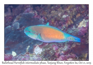 Bullethead Parrotfish