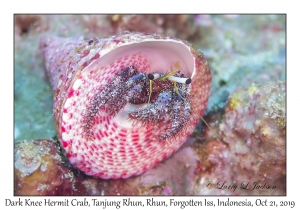 Dark Knee Hermit Crab