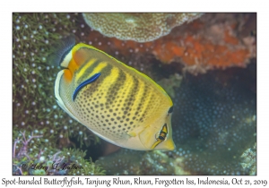 Spot-banded Butterflyfish