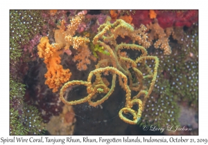 Spiral Wire Coral