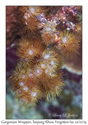 Gorgonian Wrapper