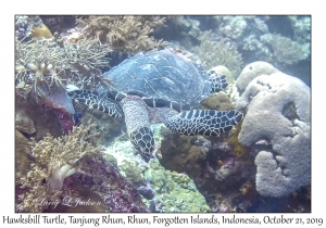 Hawksbill Turtle