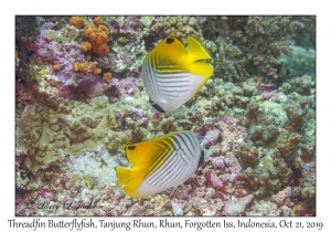 Threadfin Butterflyfish