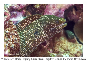 Whitemouth Moray